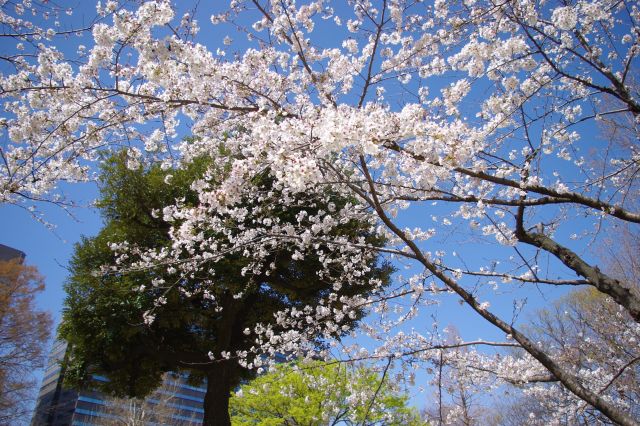 日比谷公園の桜