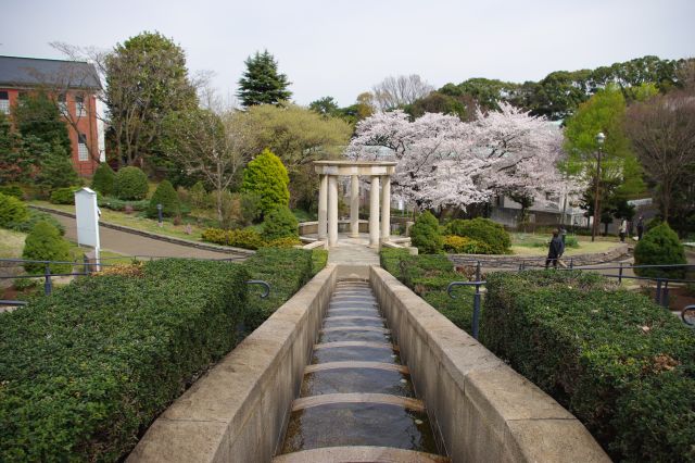 港の見える丘公園の桜