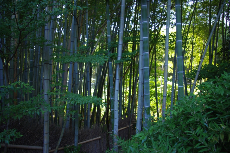 嵐山の竹林