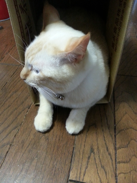 飼い猫シロ