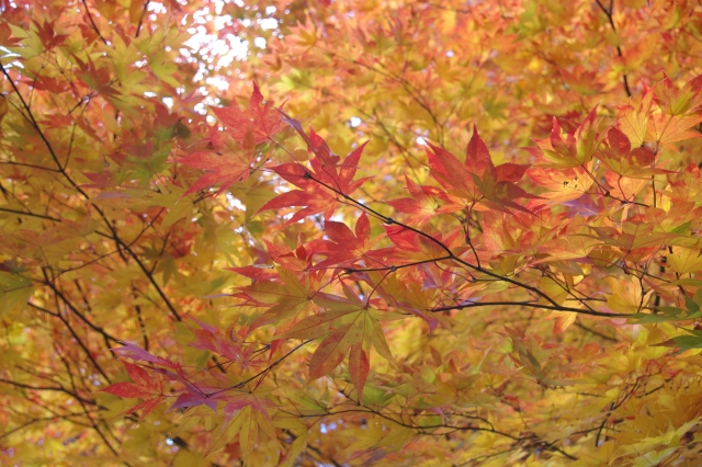 平泉・中尊寺讃衡蔵前の紅葉