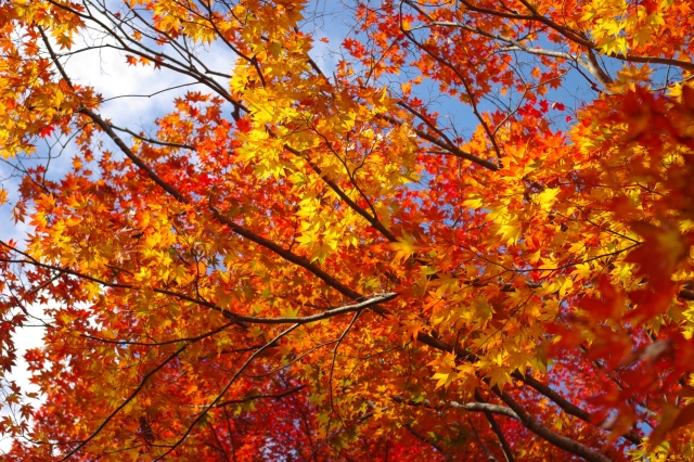 平泉・中尊寺讃衡蔵前の紅葉