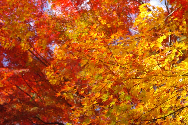 平泉・中尊寺讃衡蔵前の紅葉