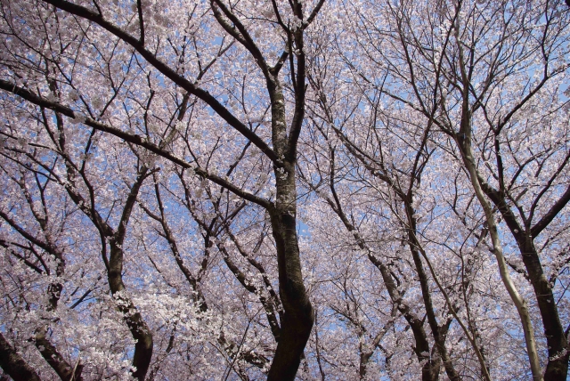 小田急桜ヶ丘駅付近の桜