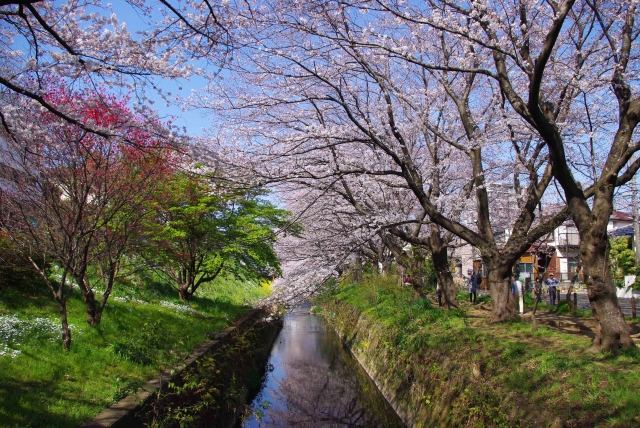 引地川・千本桜