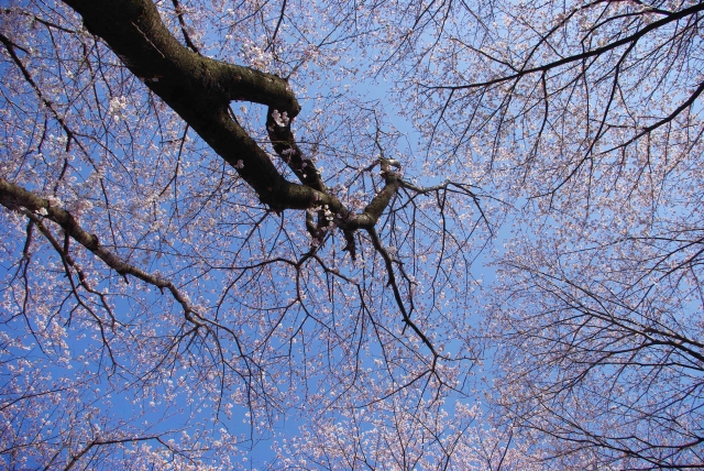 引地川・千本桜