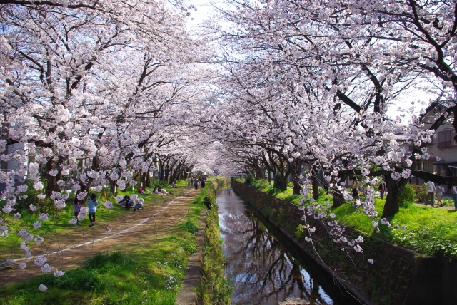 引地川・千本桜