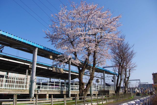 高座渋谷駅・桜