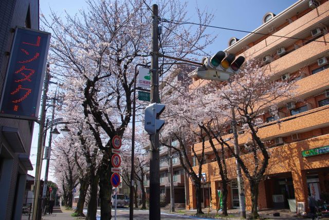 小田急桜ヶ丘駅付近の桜