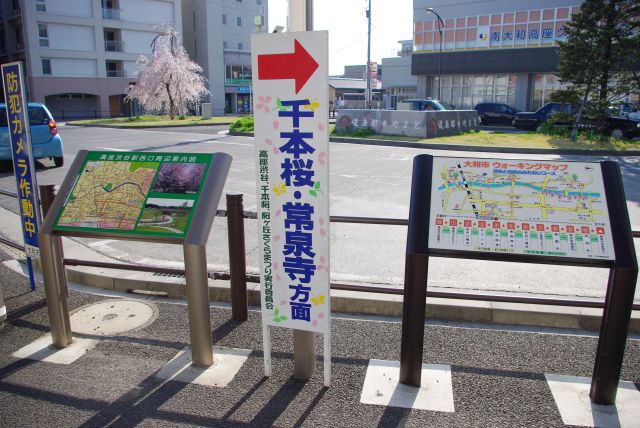 高座渋谷駅・桜