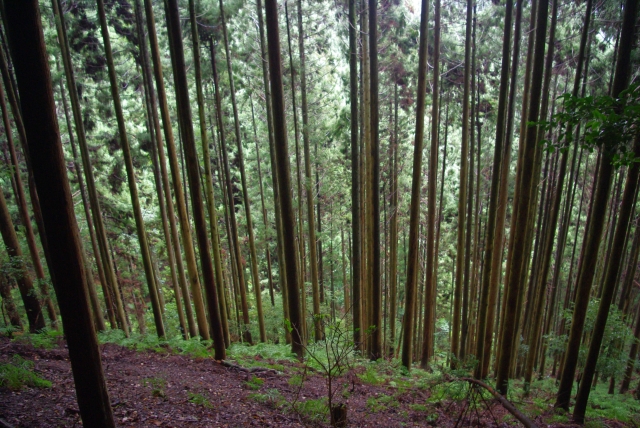 鞍馬山・まっすぐな杉林