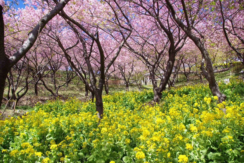 松田山の河津桜