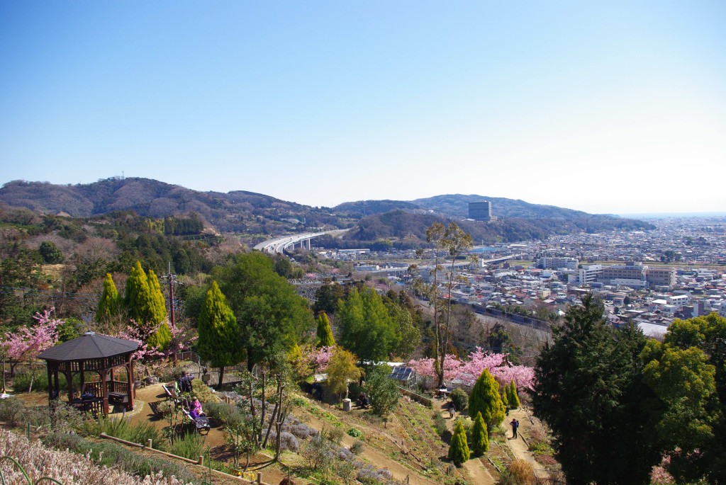 松田山の河津桜