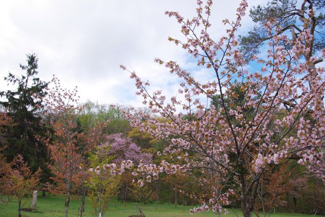 旭山公園