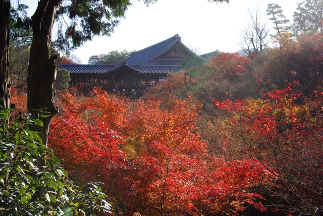 東福寺の紅葉