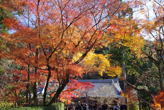 永観堂の紅葉