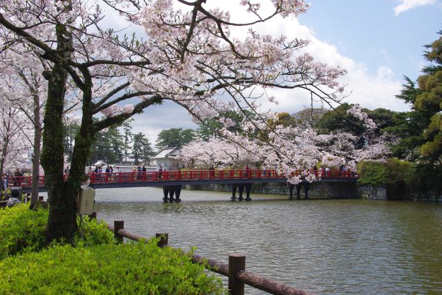 小田原城の桜