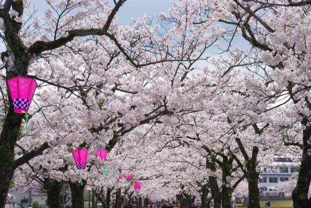 小田原城の桜