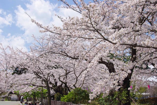 小田原城の桜