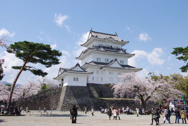 小田原城と桜