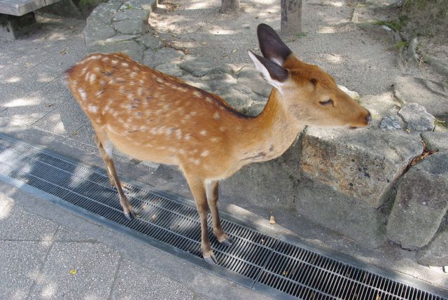 宮島を行き交う鹿