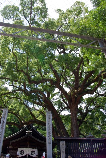 艮神社の大きなクスノキ