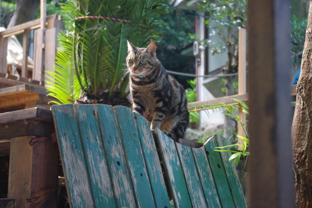 猫の細道の猫