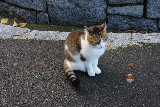 今治城