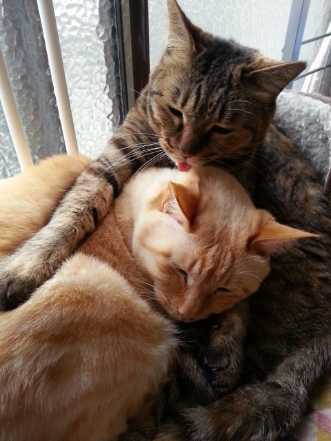 10歳になった飼い猫シロとチビ