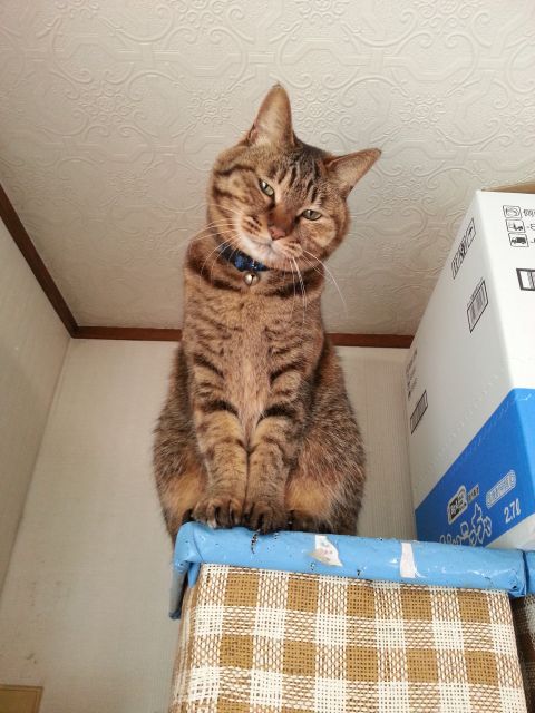 10歳になった飼い猫シロとチビ