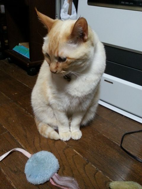 10歳になった飼い猫シロとチビ