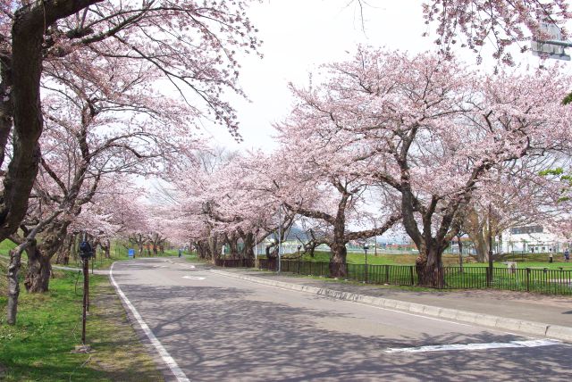 大野川沿いの桜並木