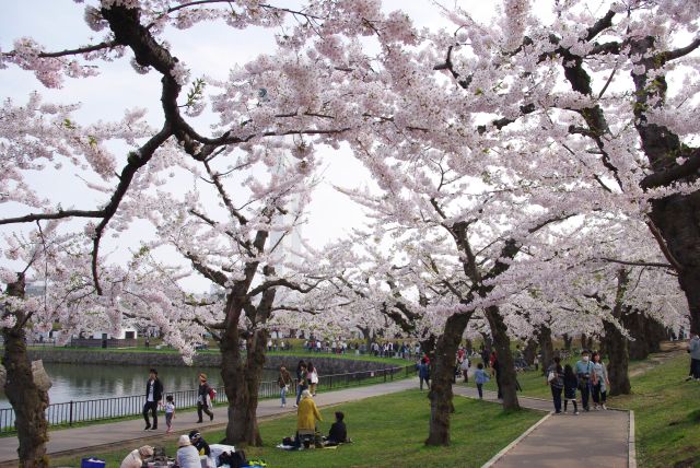 五稜郭の桜