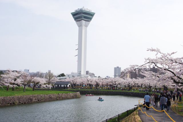 五稜郭の桜