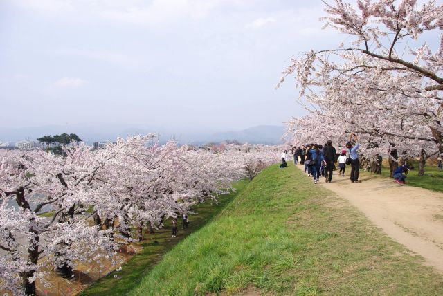 五稜郭の桜