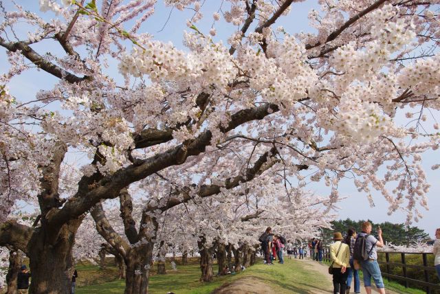 五稜郭の桜