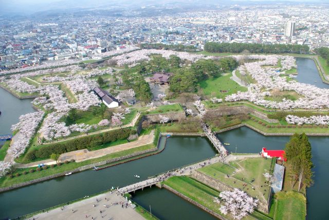 五稜郭の桜