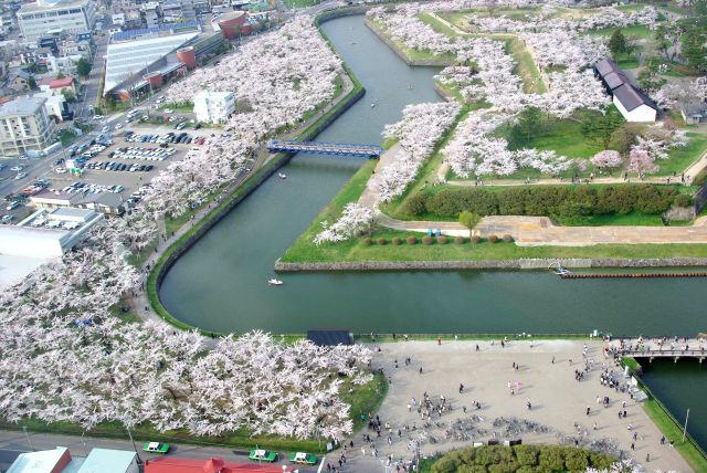 五稜郭の桜