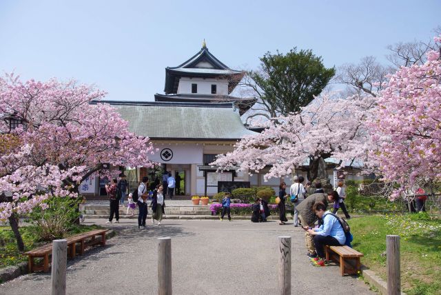 松前城の桜