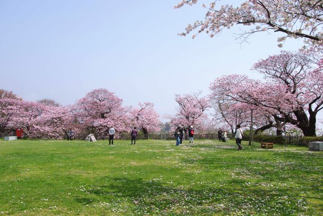 松前城の桜