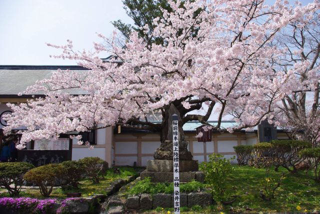 松前城の桜