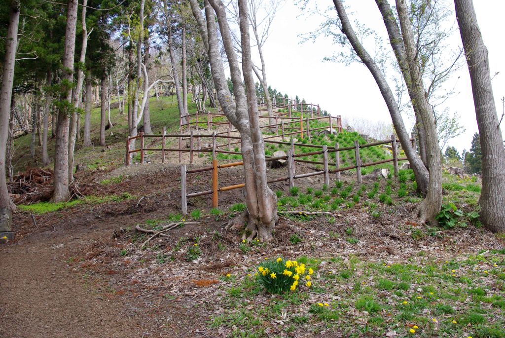 木古内・薬師山・散策路を登る
