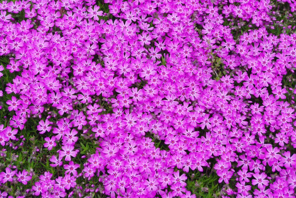 木古内・薬師山・鮮やかで綺麗な芝桜をズーム