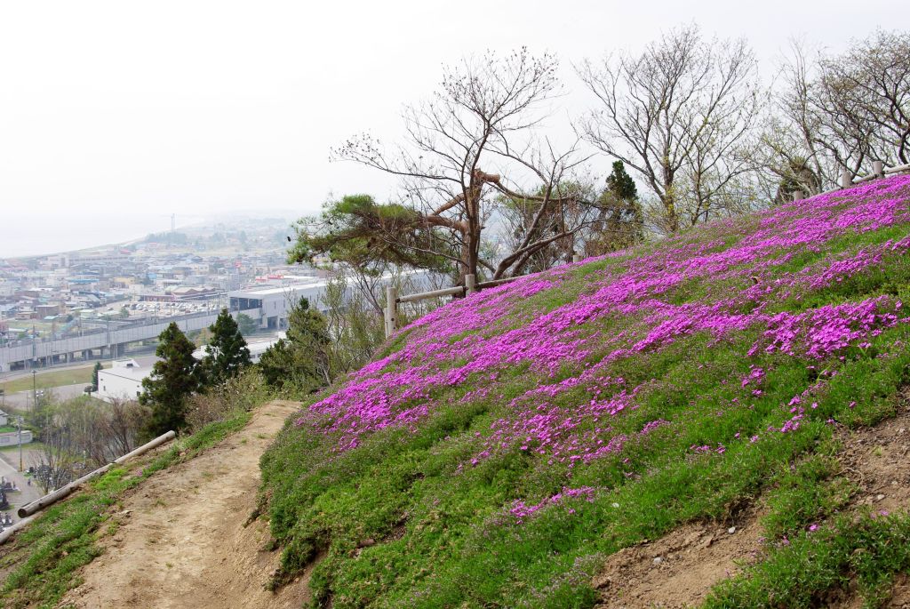 木古内・薬師山・斜面にきれいな芝桜