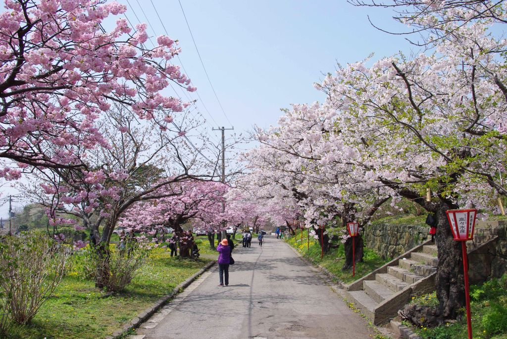 松前城・美しい左右で2色の桜