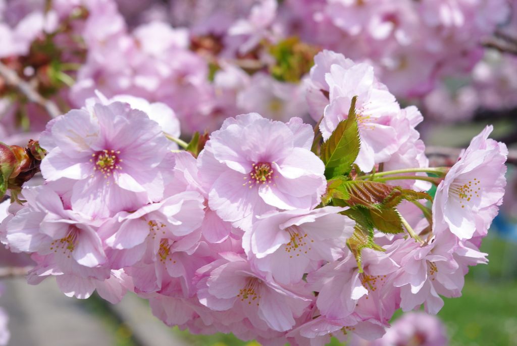 松前城・綺麗な桜の花びらをズーム