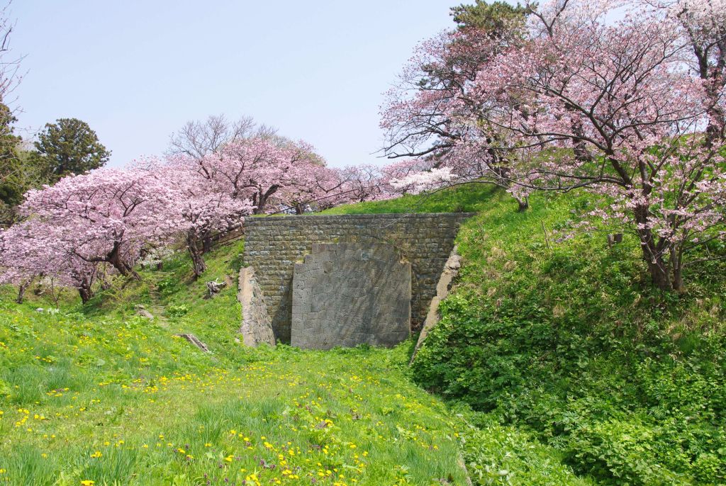 松前城・松前線のトンネル跡と囲う桜