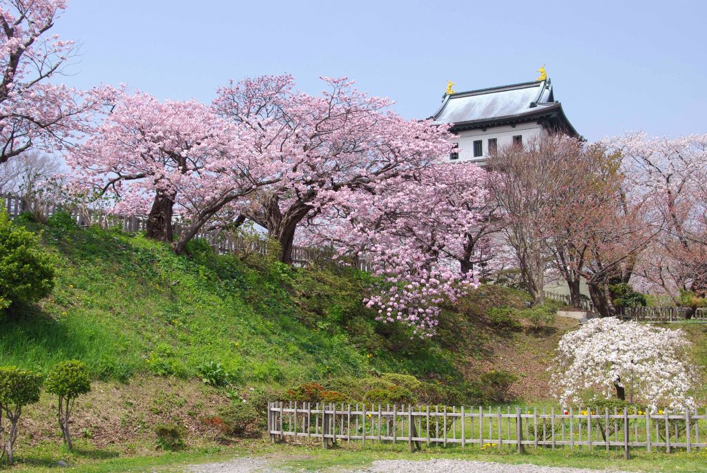 松前城・大手門跡付近の桜