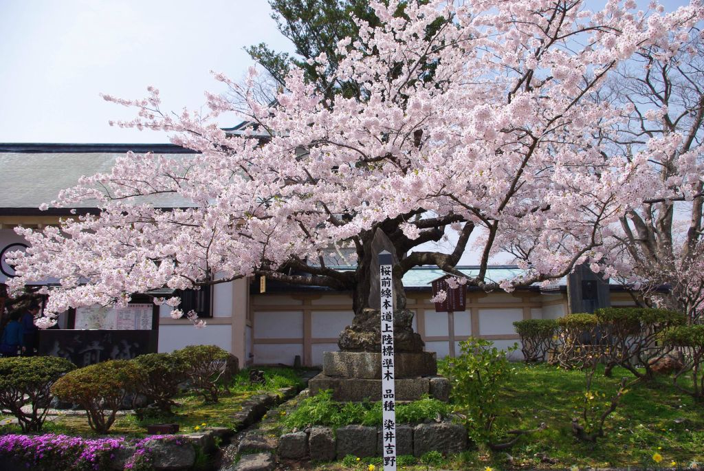 松前城・桜前線の北海道上陸の標準木