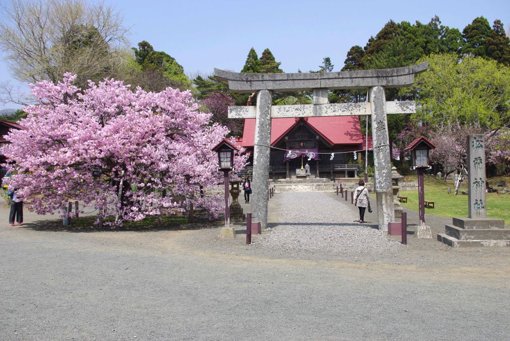 松前神社・鳥居と横の桜